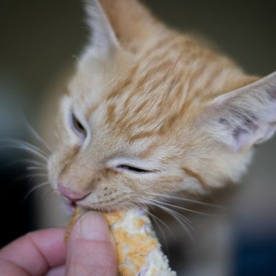 kitten-3790705_1280