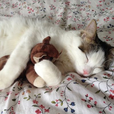 cat-289591_1280