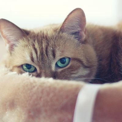 cat-4061603_1280
