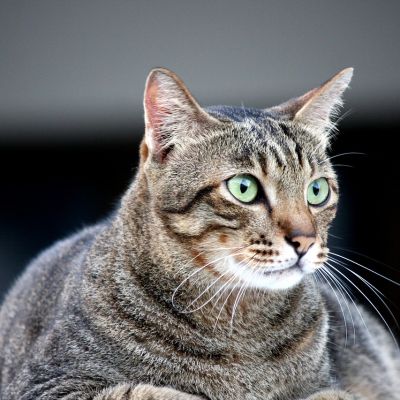 cat-3558562_1280