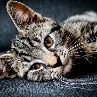 adorable-1853372_1280