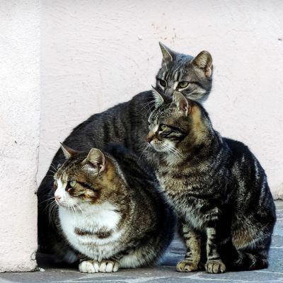 cat-2828505_1280