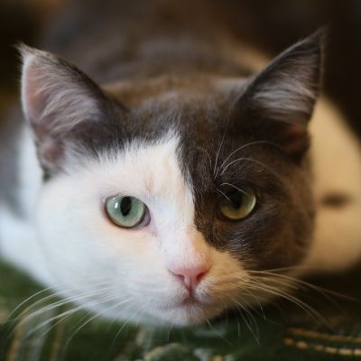cat-2367564_1280