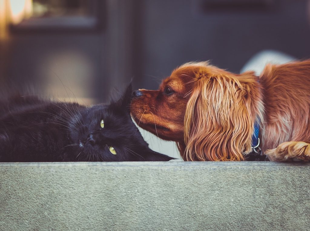 gatto e cane