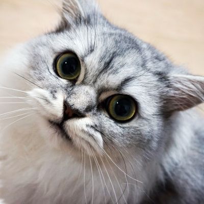 cat-2784291_1280