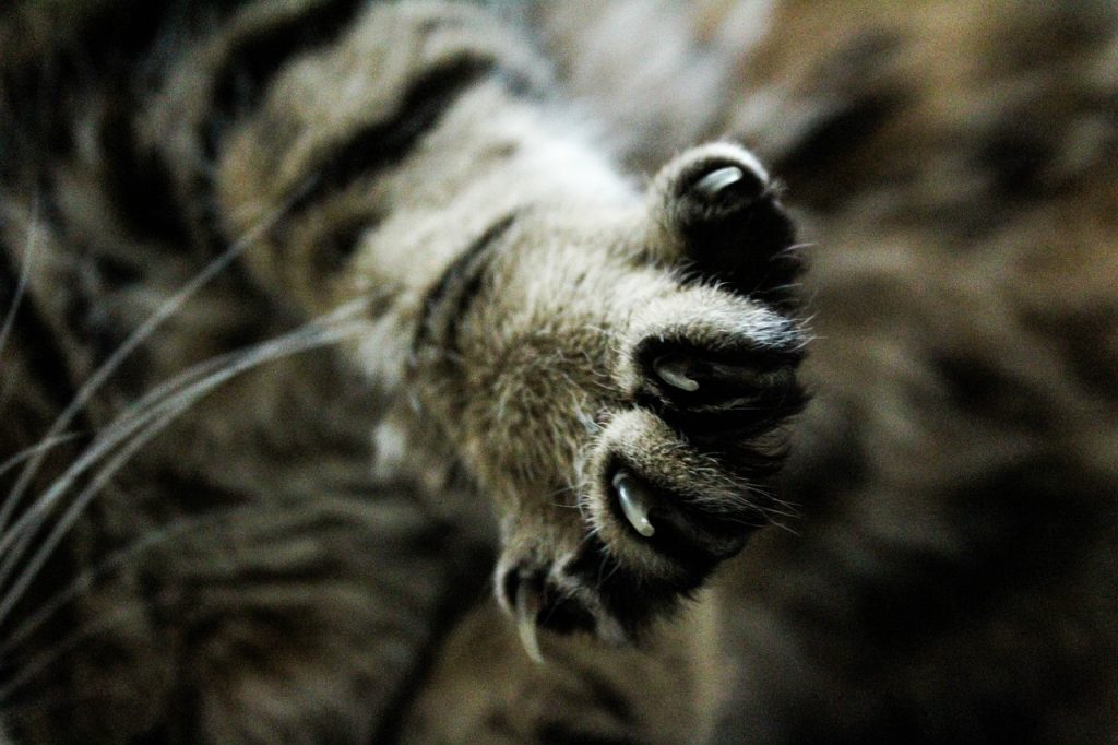 gatto declawing