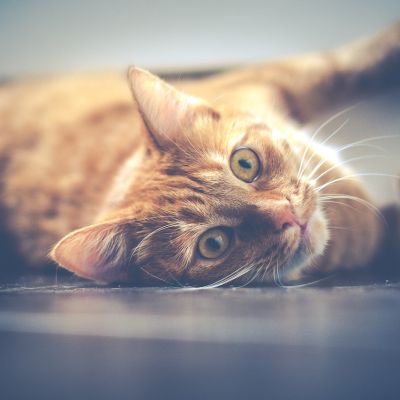 cat-1044914_1280