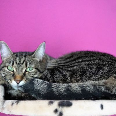 cat-3330436_1280