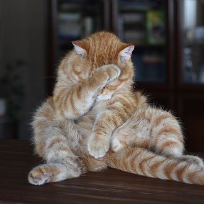 cat-3602557_1280