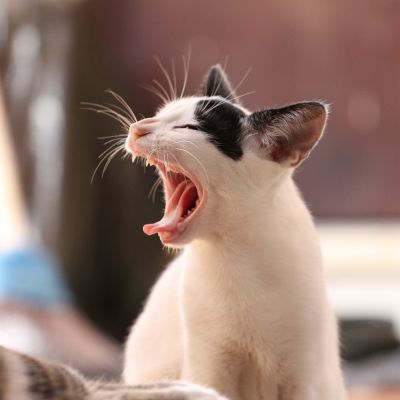 animal-339400_1280