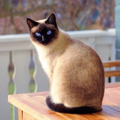 cat-2068462_1280