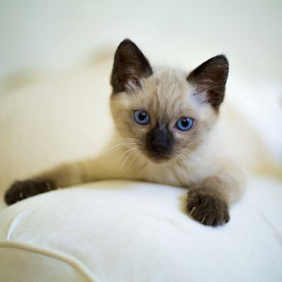 cute-3252251_1280 (1)