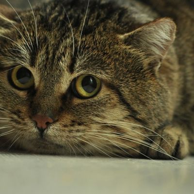 cat-4350752_1280