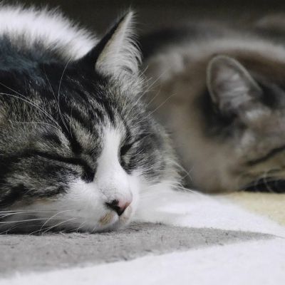 cat-4682808_1280