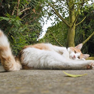 cat-2321498_1280 (1)