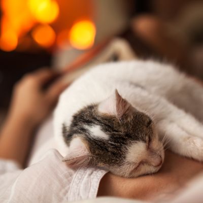 gatto_anzianoCOOP
