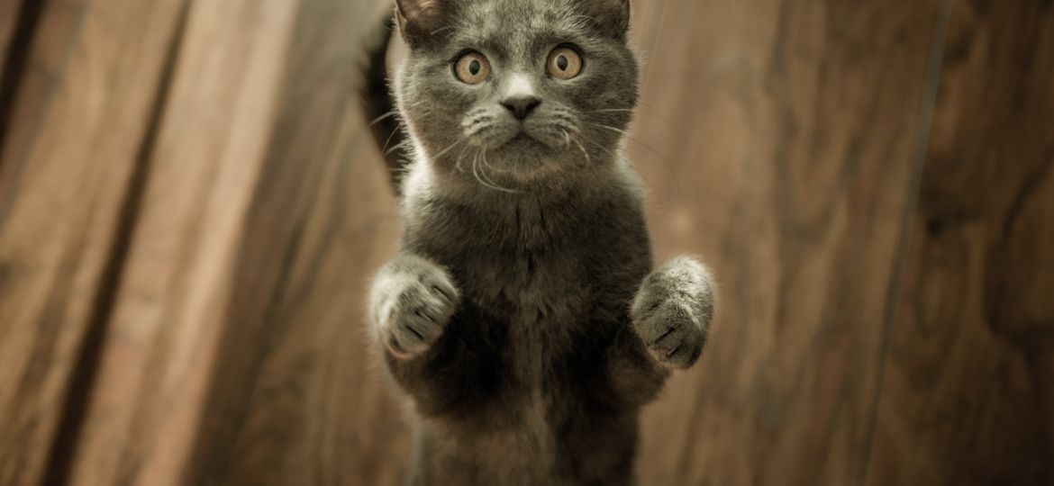 grey-kitten-on-floor-774731