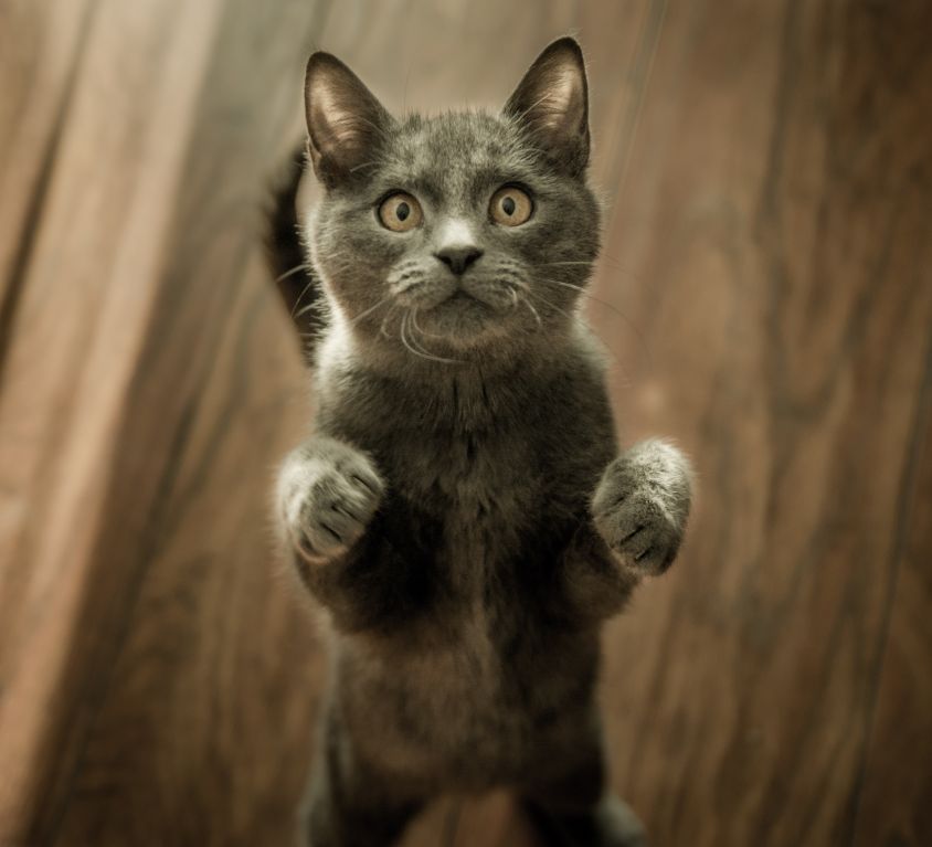 grey-kitten-on-floor-774731