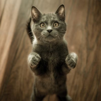 grey-kitten-on-floor-774731