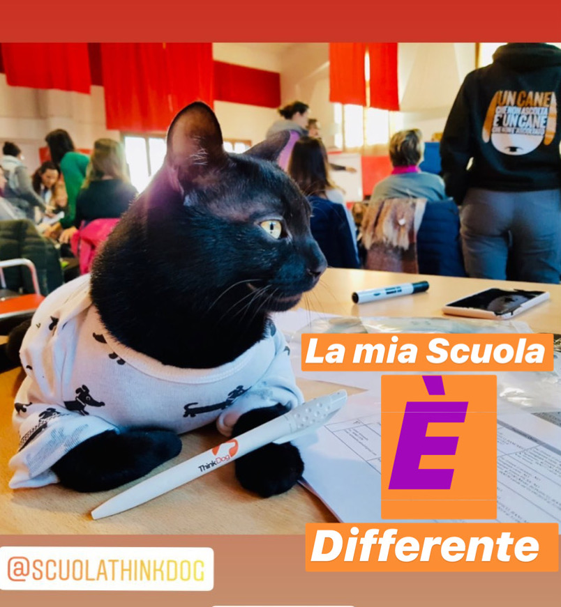 gatto educatore cinofilo