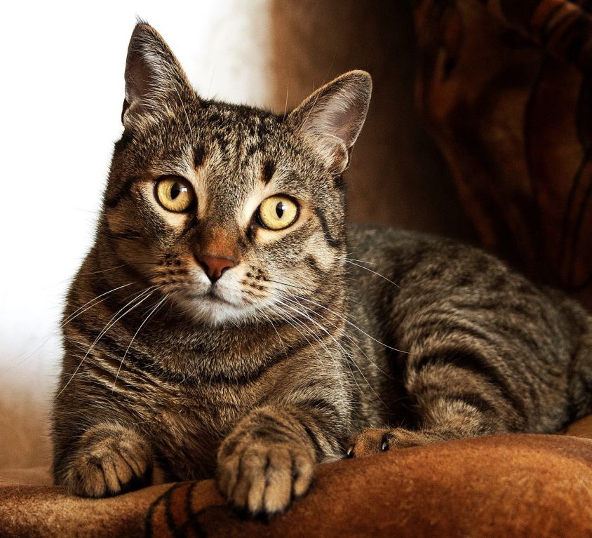 adult-brown-tabby-cat-747795