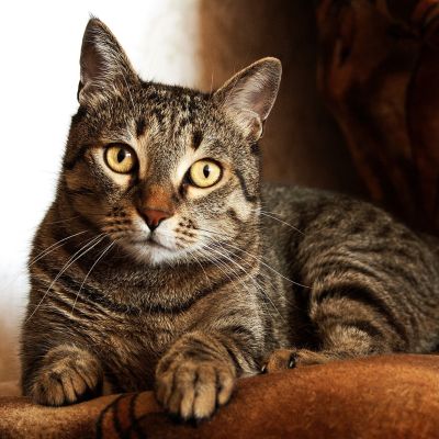 adult-brown-tabby-cat-747795