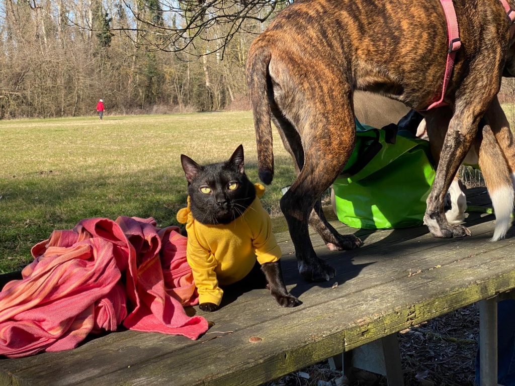 cane e gatto