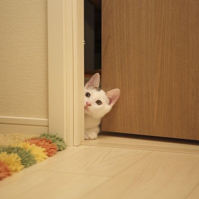 cat-2573570_1280 (1)