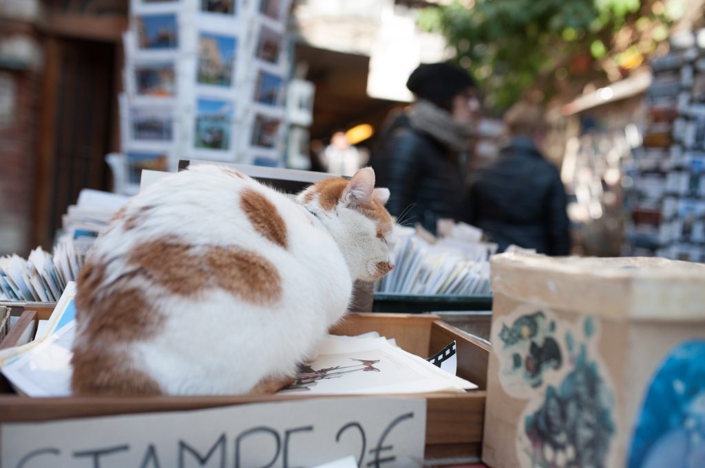 libreria acqua alta venezia