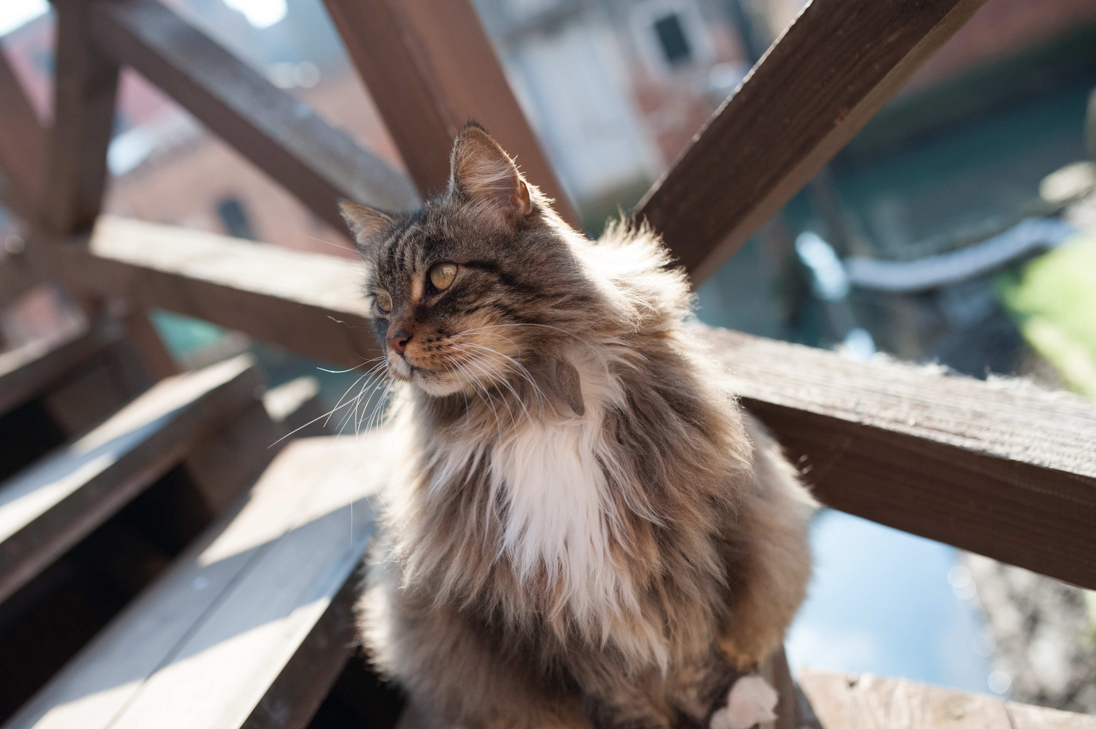 La meraviglia nella meraviglia: i gatti di Venezia ~ La psicologa dei gatti