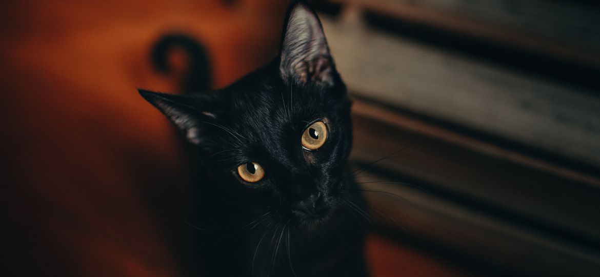 close-up-photography-of-black-cat-1931371