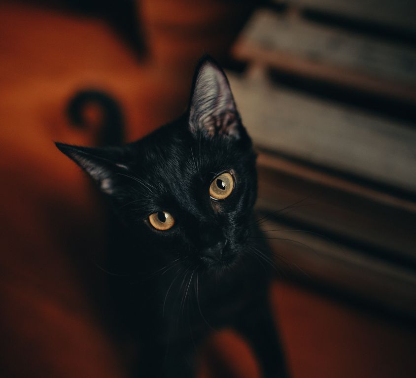 close-up-photography-of-black-cat-1931371