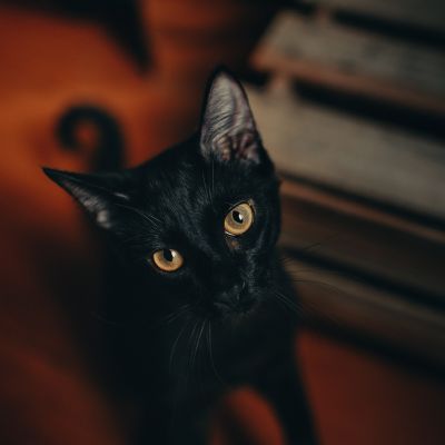 close-up-photography-of-black-cat-1931371