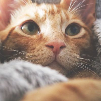 orange-kitten-1440403