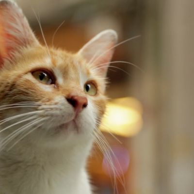 KEDI_02 (1)