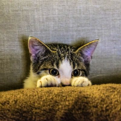 eyes-cat-coach-sofa-96938