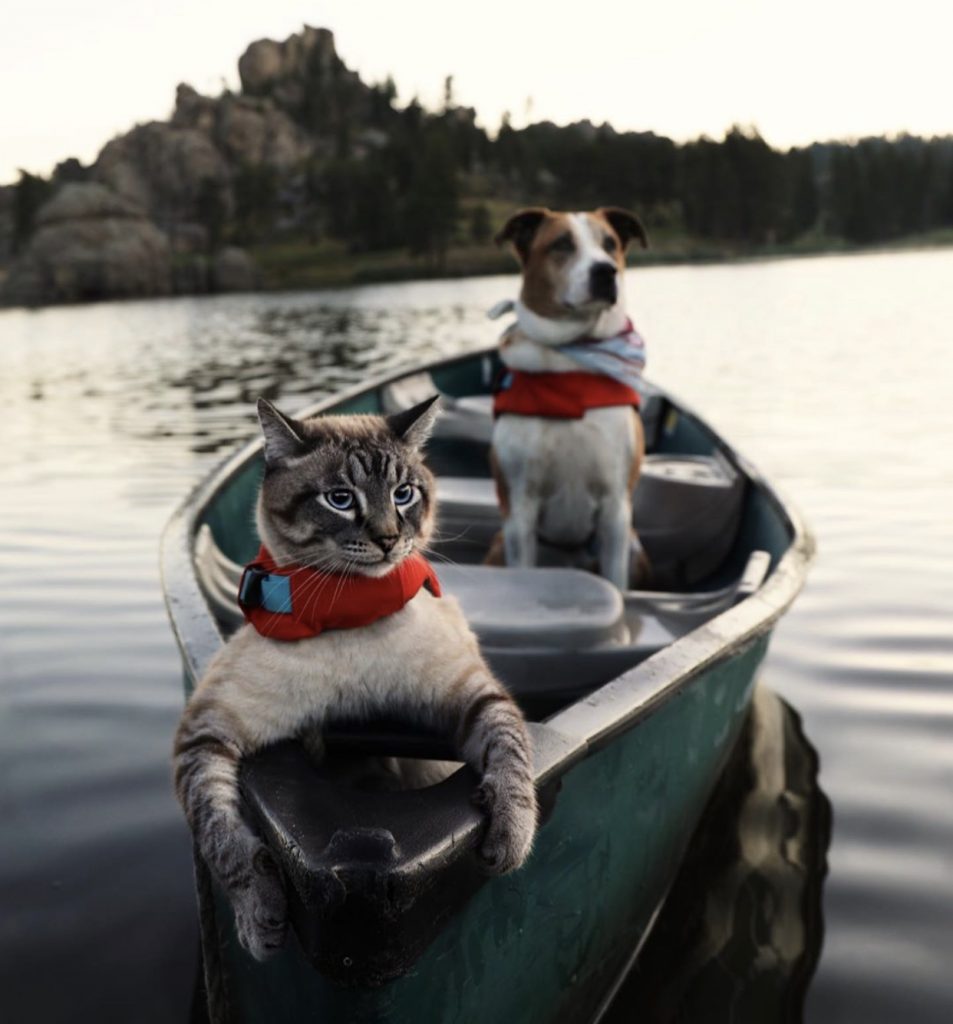 gatti viaggiatori