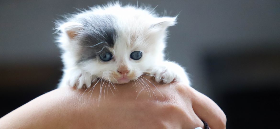 close-up-photo-of-person-holding-white-kitten-1444321 (1)