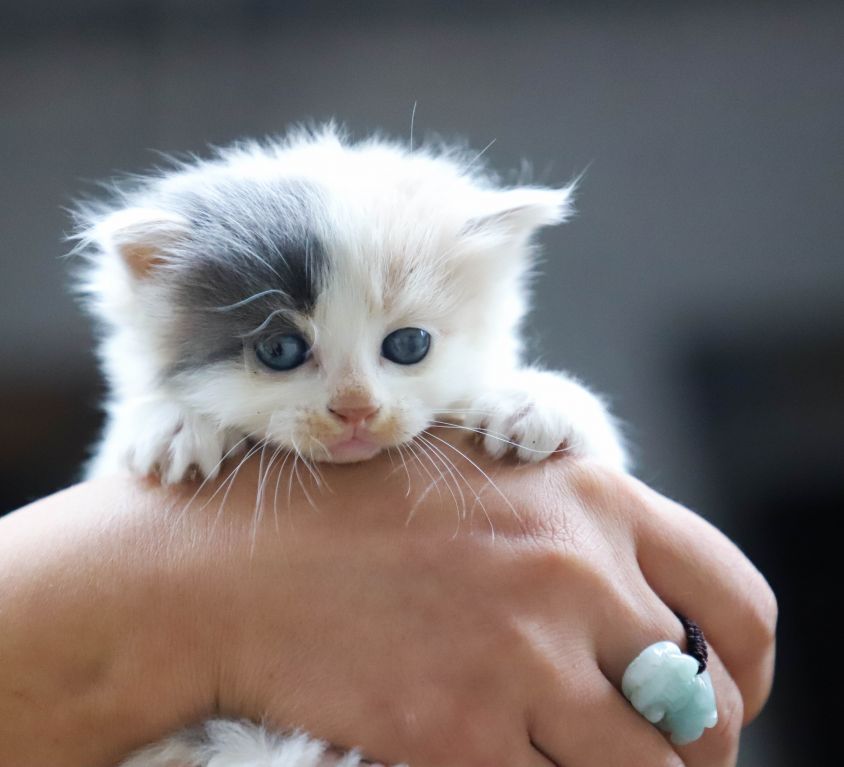 close-up-photo-of-person-holding-white-kitten-1444321 (1)