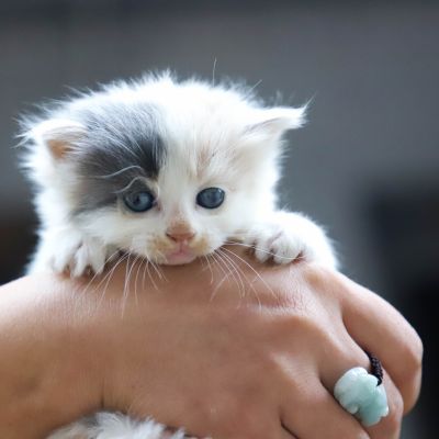 close-up-photo-of-person-holding-white-kitten-1444321 (1)