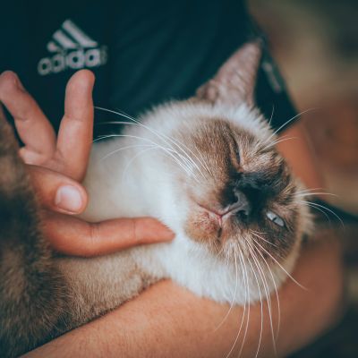 siamese-cat-693651