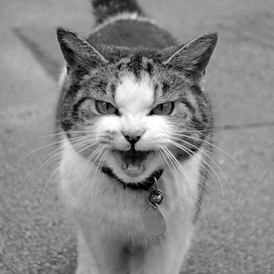 animal-72186_1280