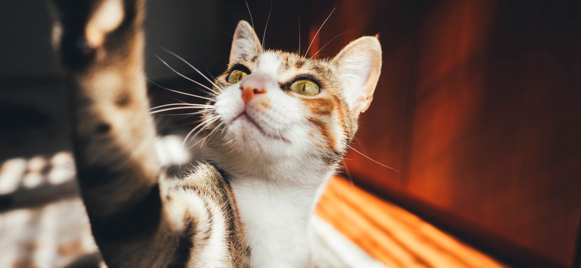 close-up-of-calico-cat-beside-brown-furniture-2064110 (1)