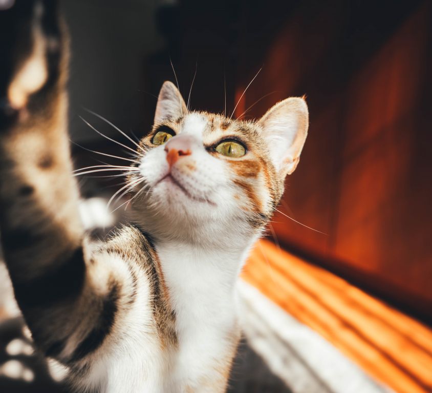 close-up-of-calico-cat-beside-brown-furniture-2064110 (1)