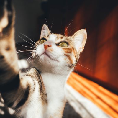 close-up-of-calico-cat-beside-brown-furniture-2064110 (1)