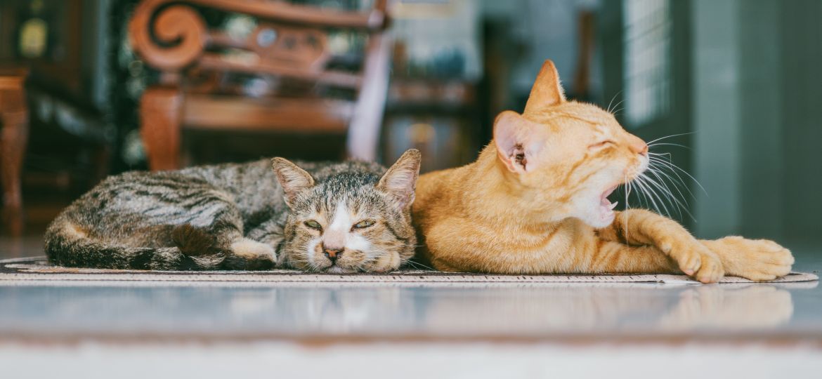 two-orange-and-brown-cats-reclined-on-brown-rug-1386422