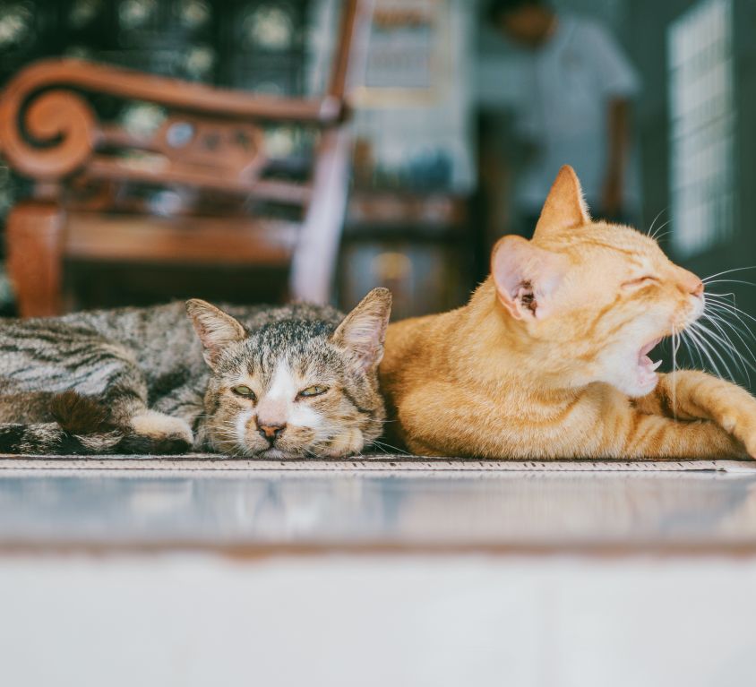 two-orange-and-brown-cats-reclined-on-brown-rug-1386422