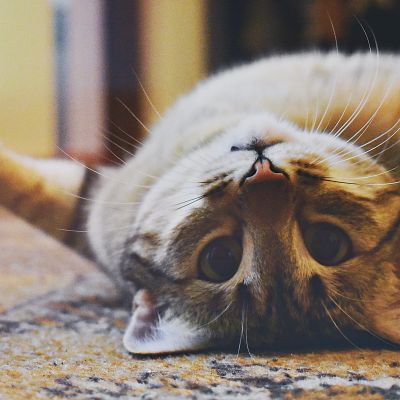 pexels-dids-1276553