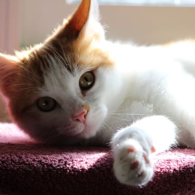 cat-5217494_1920