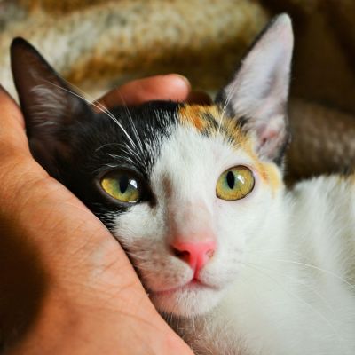 pexels-amiya-nanda-790033